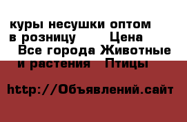 куры несушки.оптом 170 в розницу 200 › Цена ­ 200 - Все города Животные и растения » Птицы   